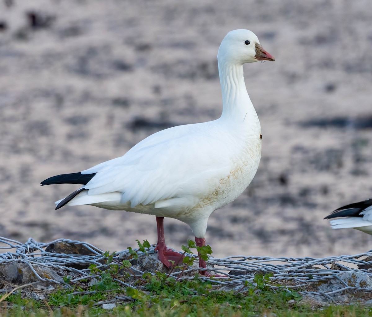 Ross's Goose - ML646556933