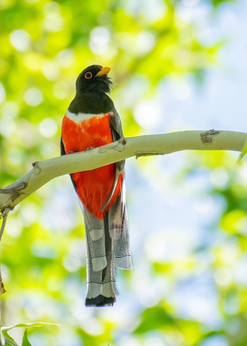 Coppery-tailed Trogon - ML646556934