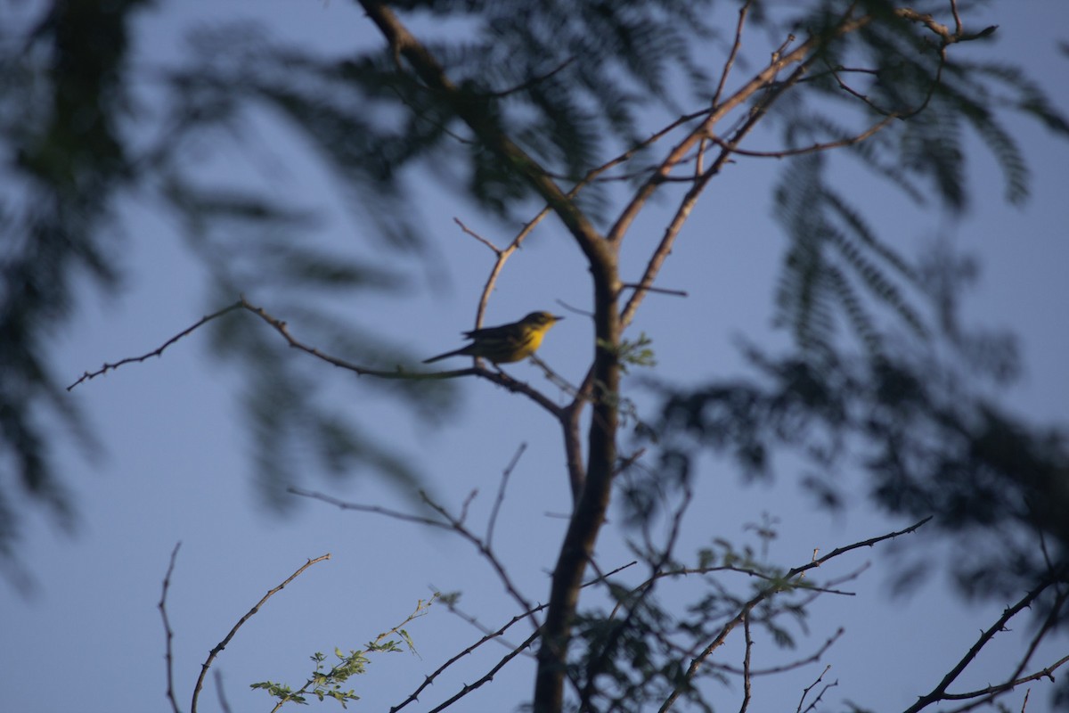 Пісняр-лісовик жовтогузий - ML646556935