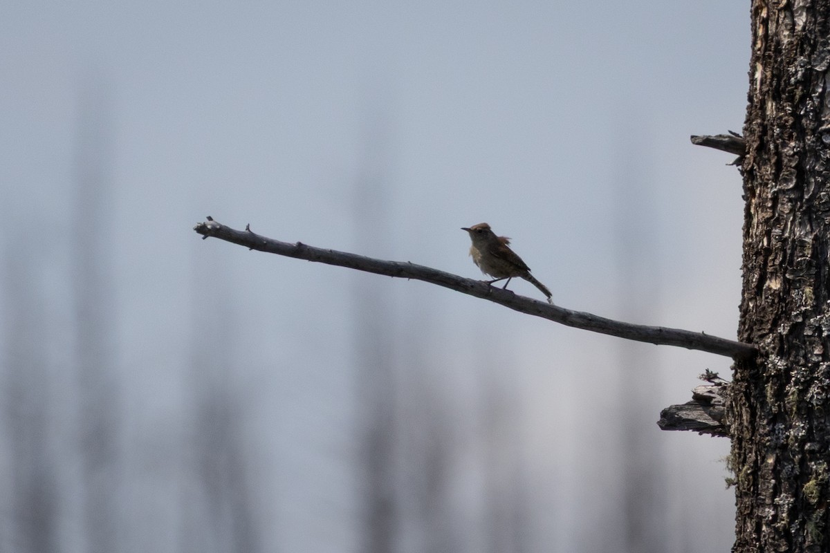 Northern House Wren - ML646556937