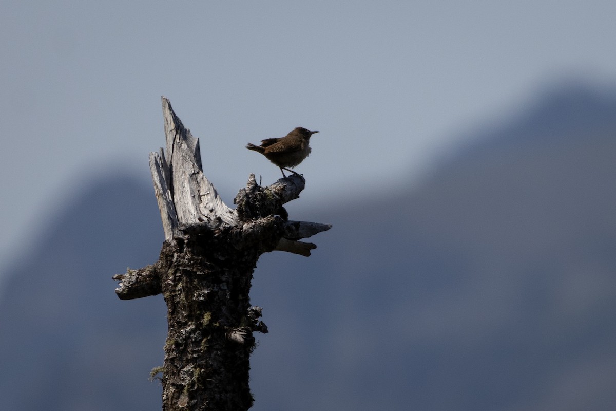 Northern House Wren - ML646556938