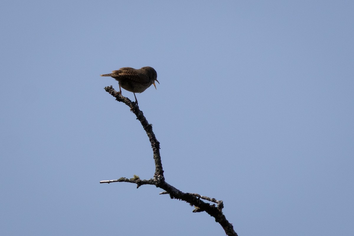 Northern House Wren - ML646556939