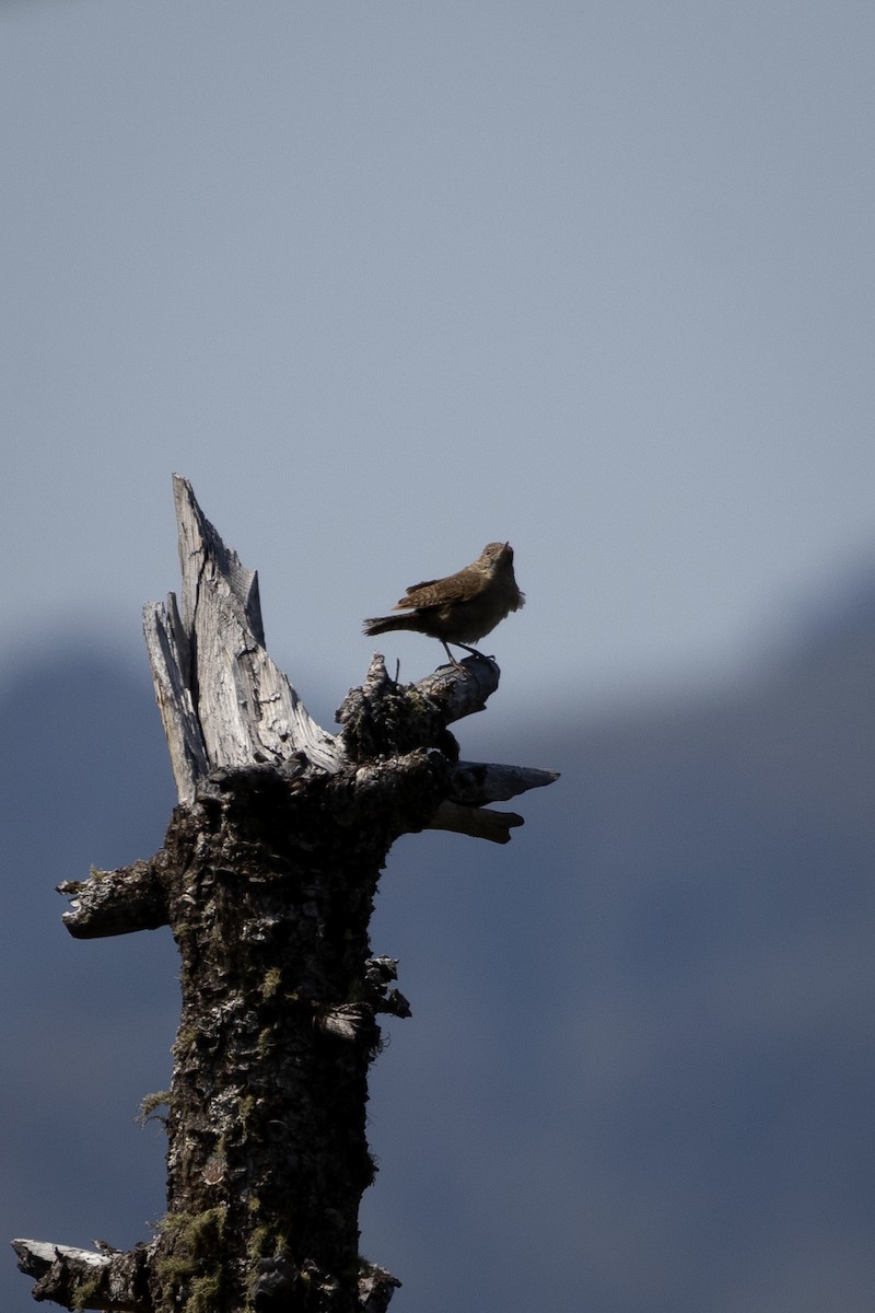 Northern House Wren - ML646556940