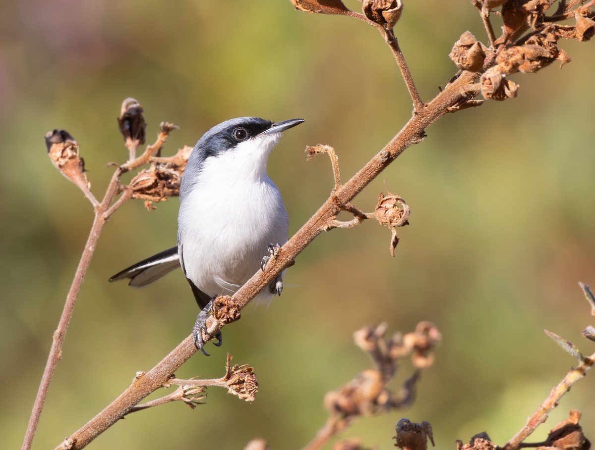 Комароловка маскова - ML646556942