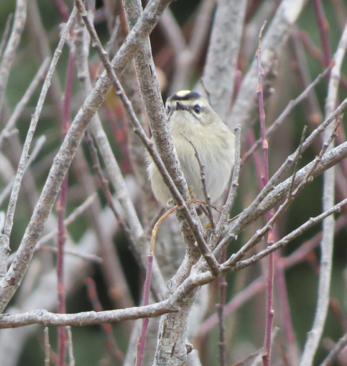 Золотомушка світлоброва - ML646556943