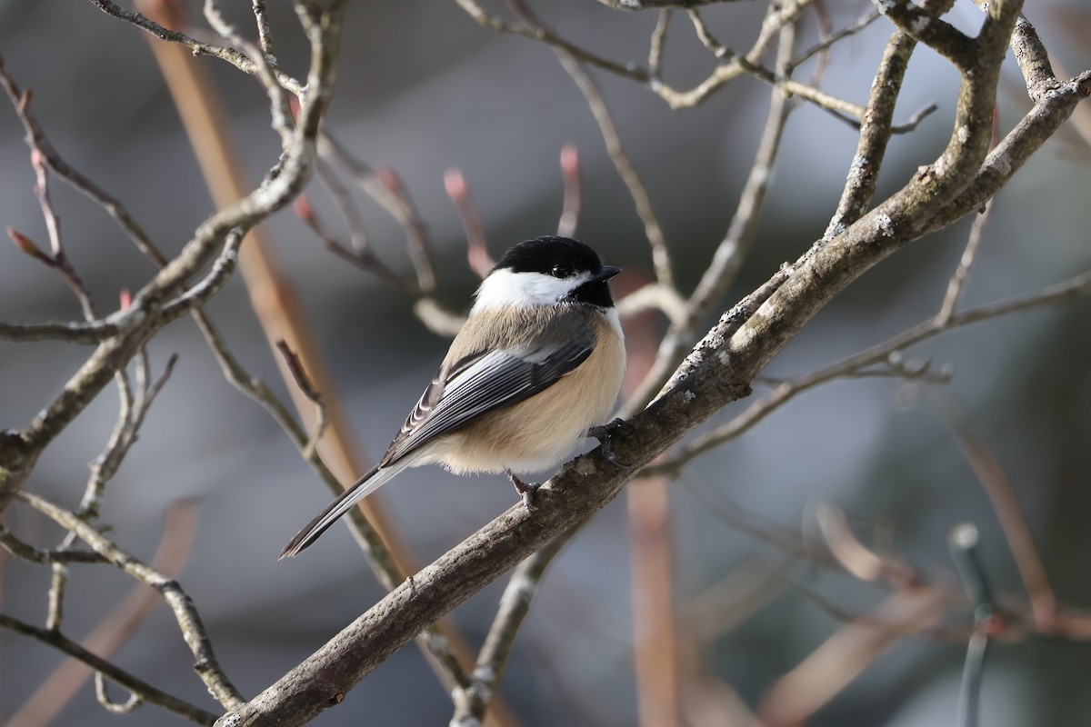 Гаїчка світлокрила - ML646556944