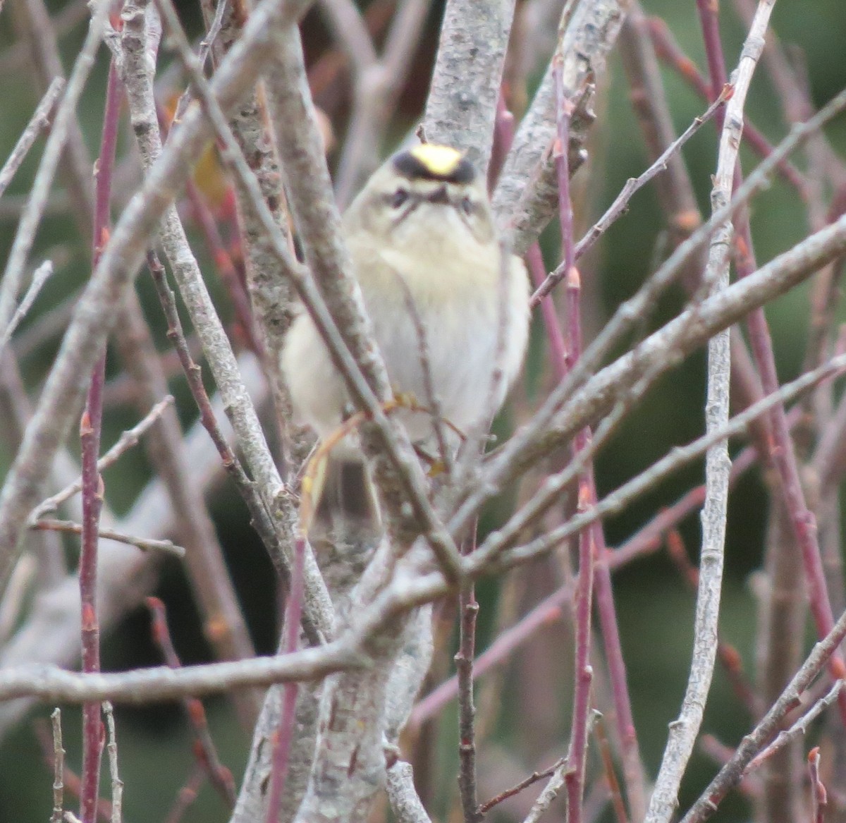 Золотомушка світлоброва - ML646556945