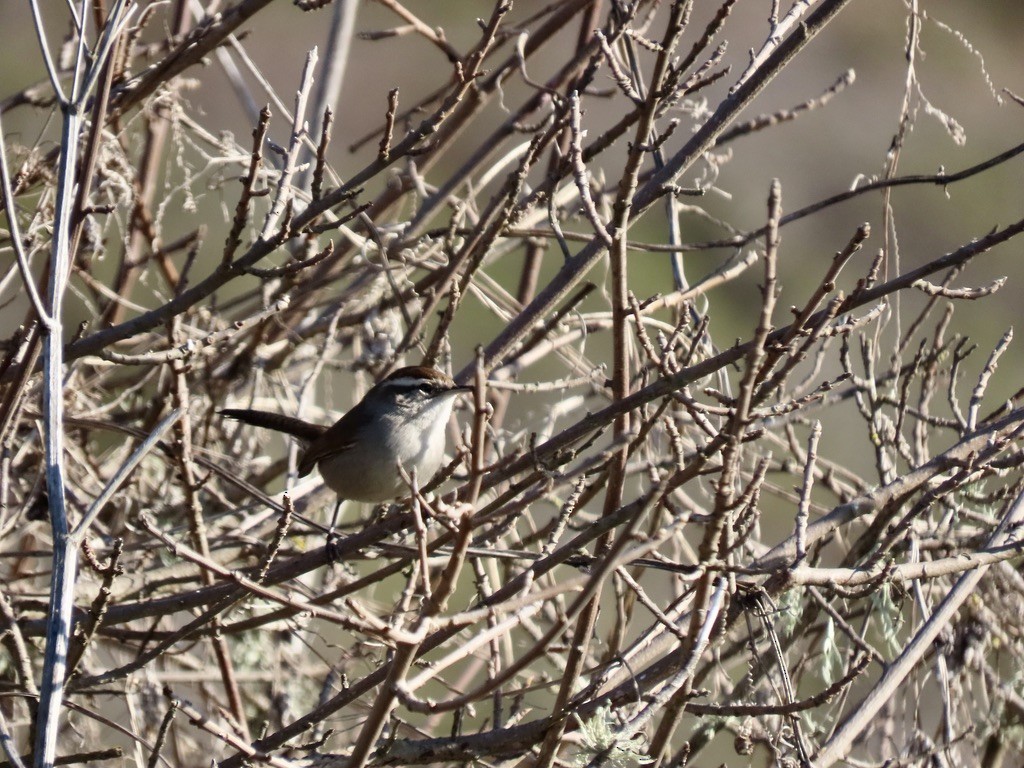 Підбуреник - ML646556946