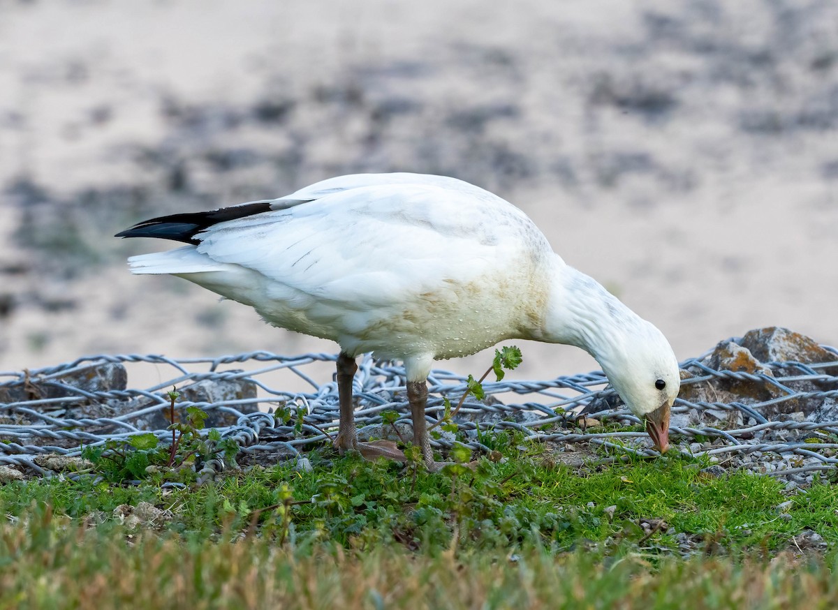 Ross's Goose - ML646556947