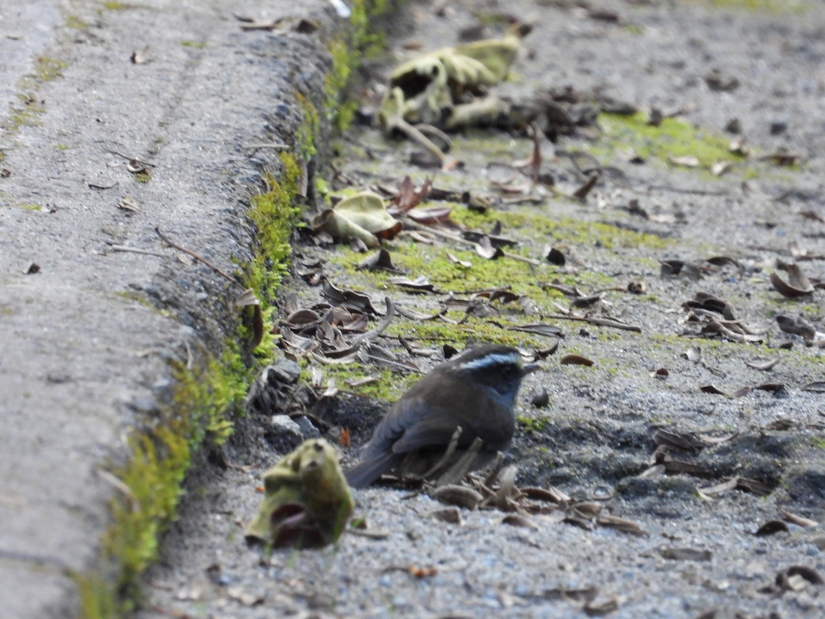 Пітайо сірочеревий - ML646556948