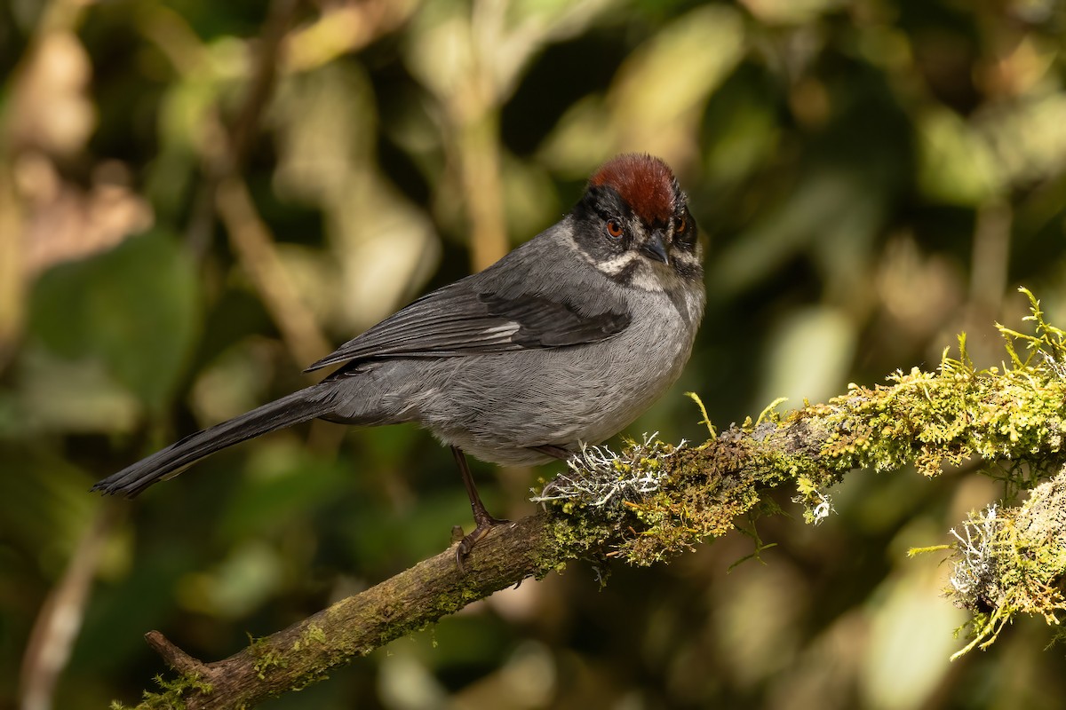 Заросляк сланцевий північний - ML646556950