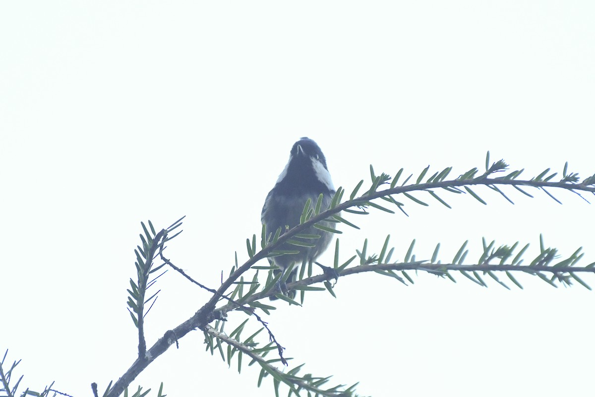 ヒガラ（ptilosus／kuatunensis） - ML646556951