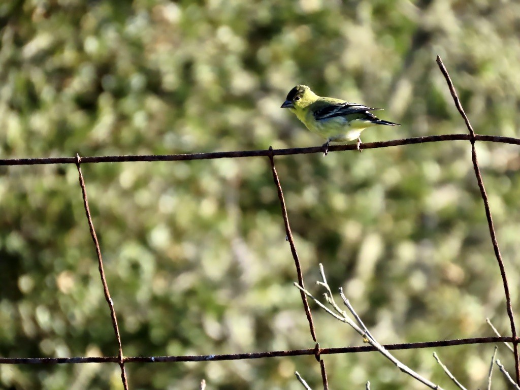 Чиж малий - ML646556953