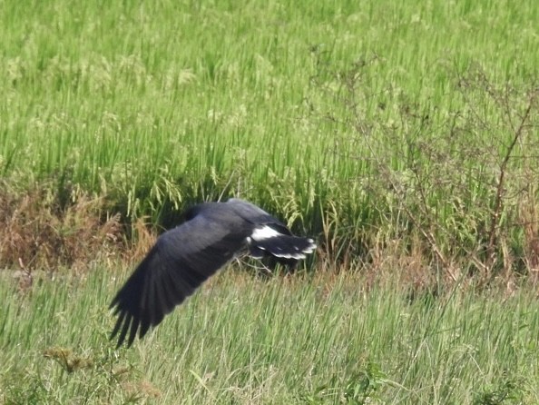 Snail Kite - ML646556954