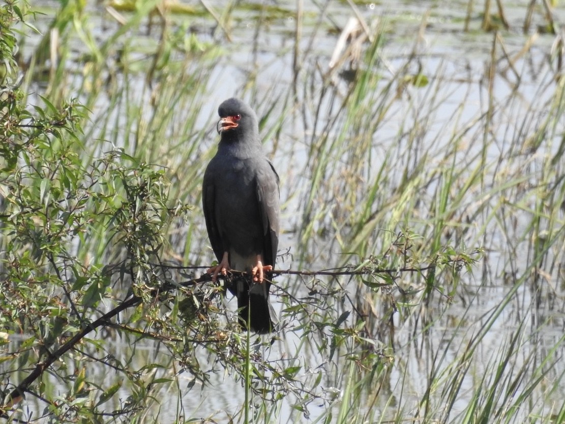 Snail Kite - ML646556955
