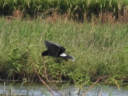 Snail Kite - ML646556956