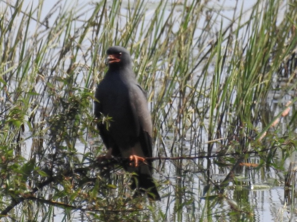 Snail Kite - ML646556957
