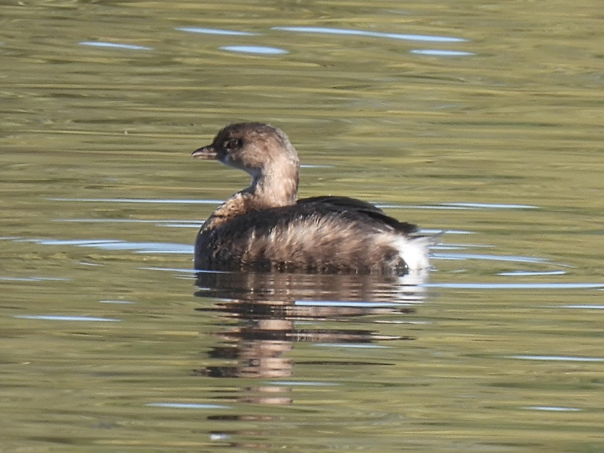 Пестроклювая поганка - ML646556958