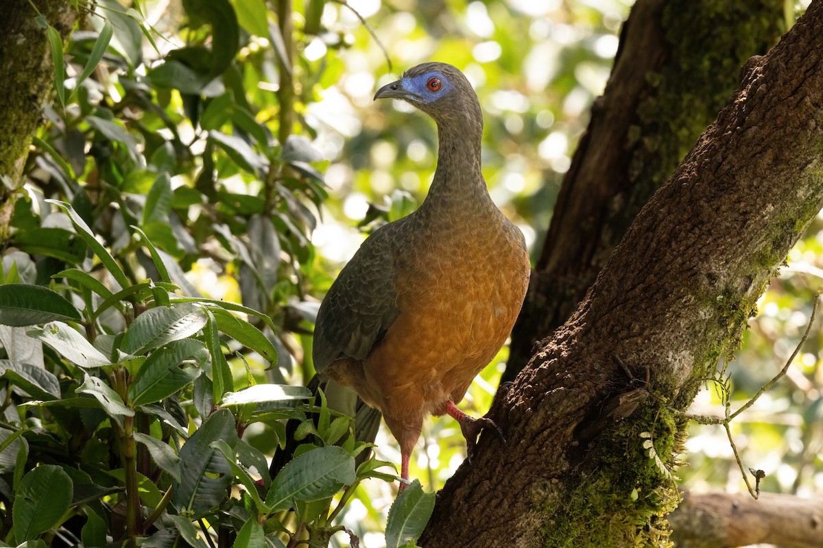 Sickle-winged Guan - ML646556959