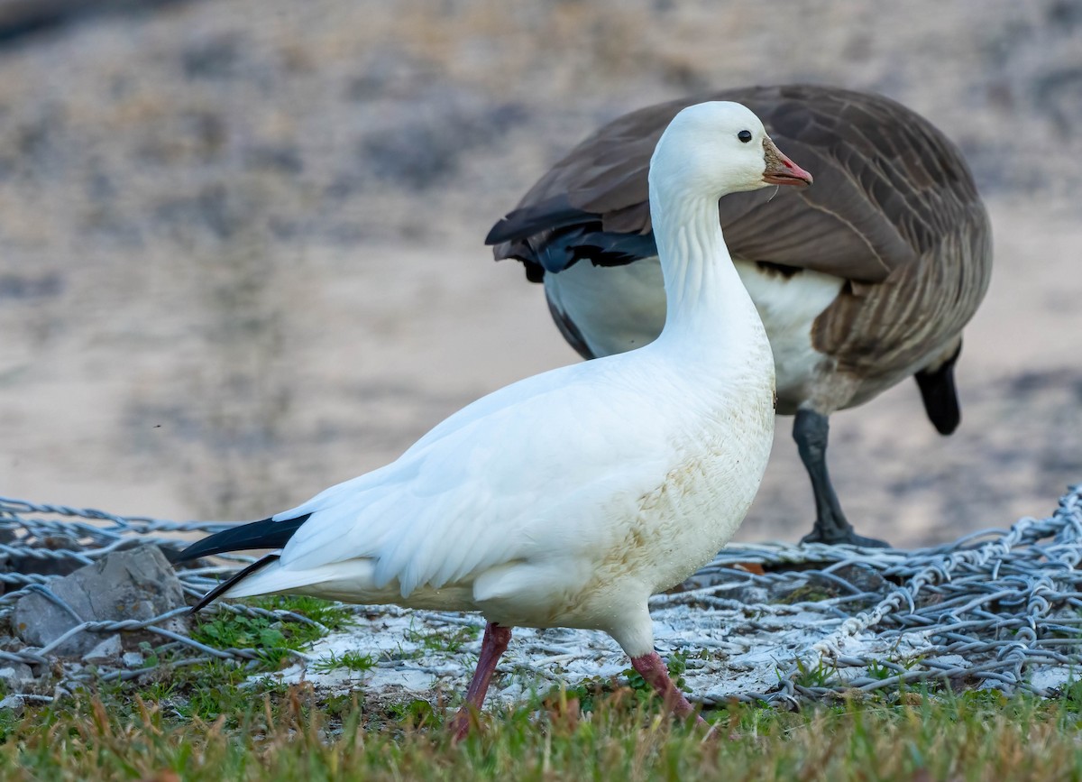 Ross's Goose - ML646556960