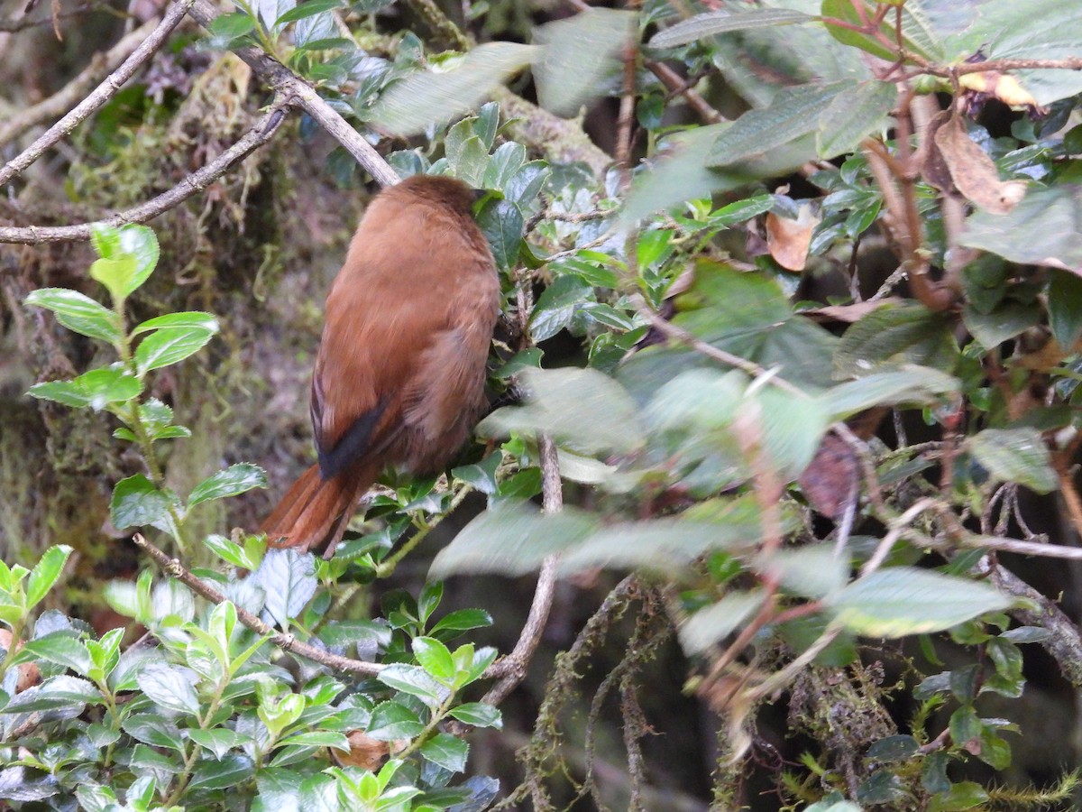 Einfarb-Zaunkönig - ML646556961