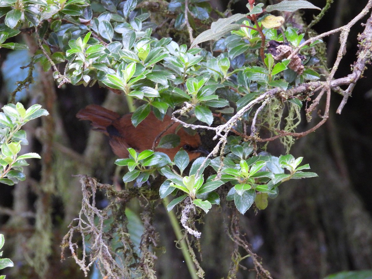 Einfarb-Zaunkönig - ML646556962