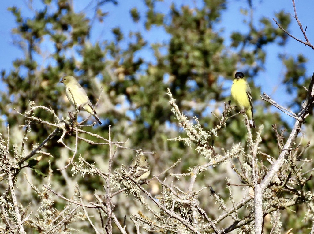 Lesser Goldfinch - ML646556963