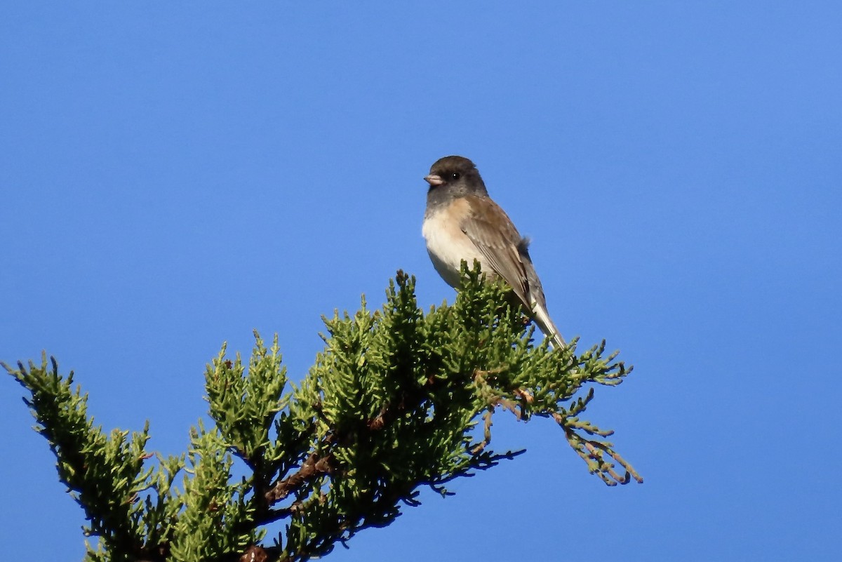 Dark-eyed Junco - ML646556964