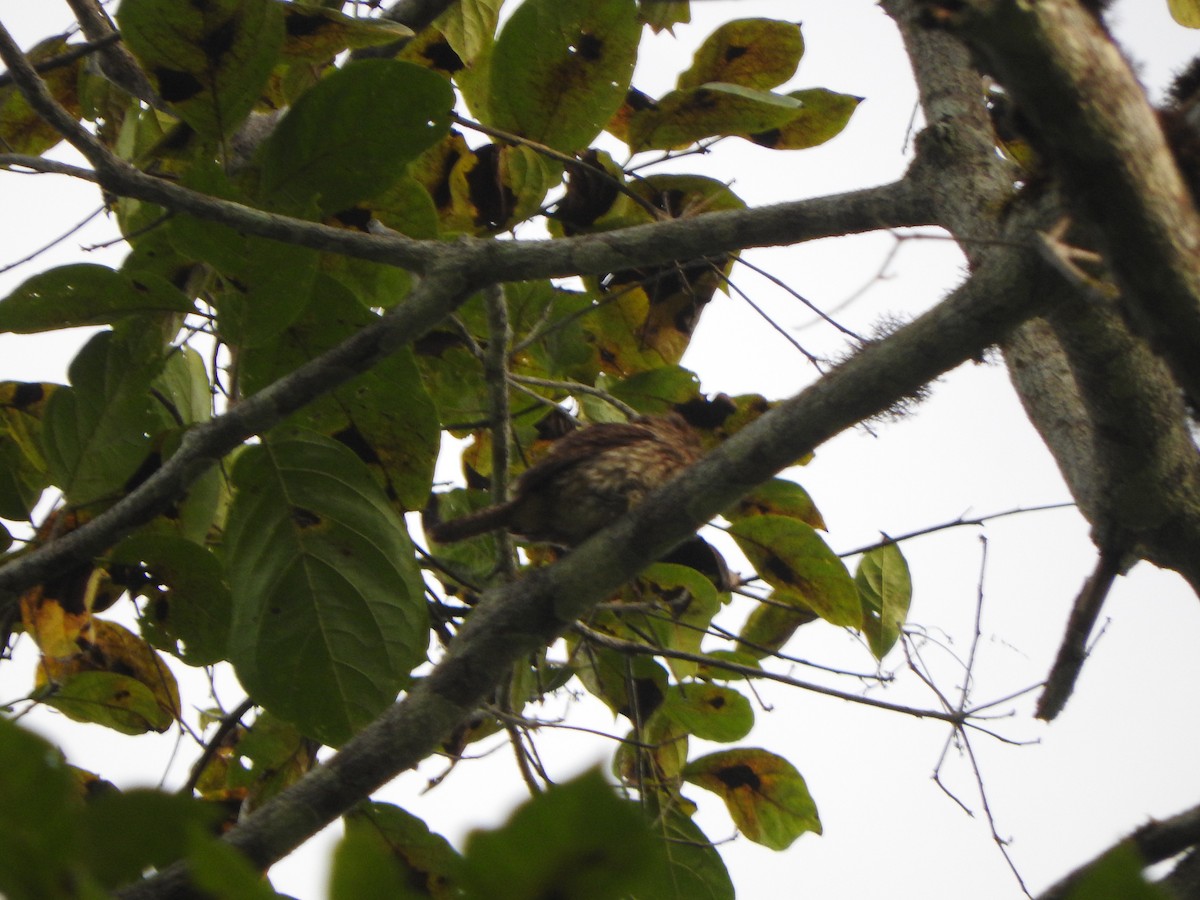Western Striolated-Puffbird - ML646556965