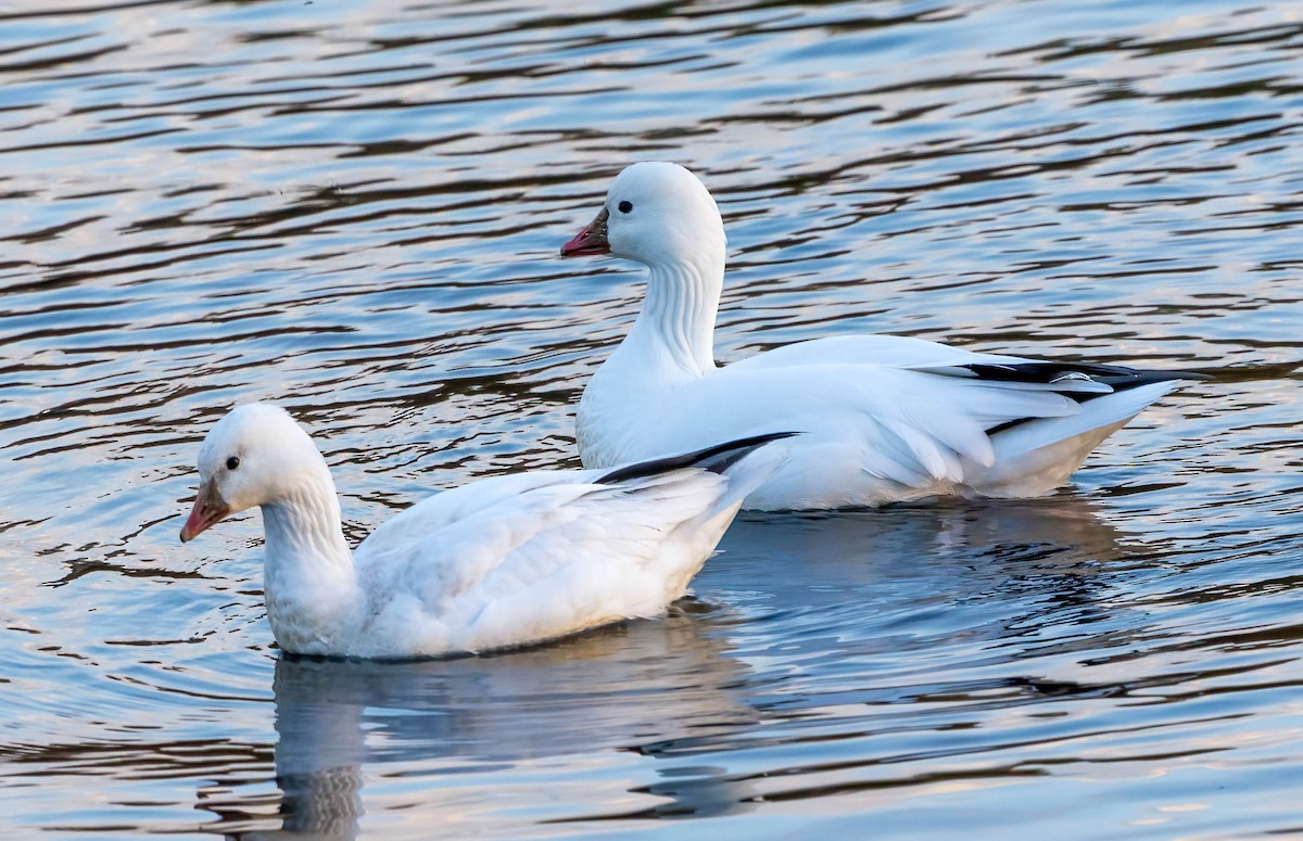 Ross's Goose - ML646556966