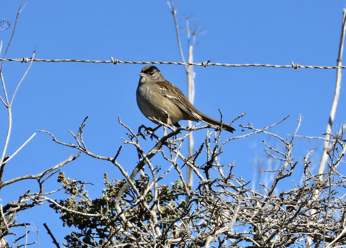 Golden-crowned Sparrow - ML646556967