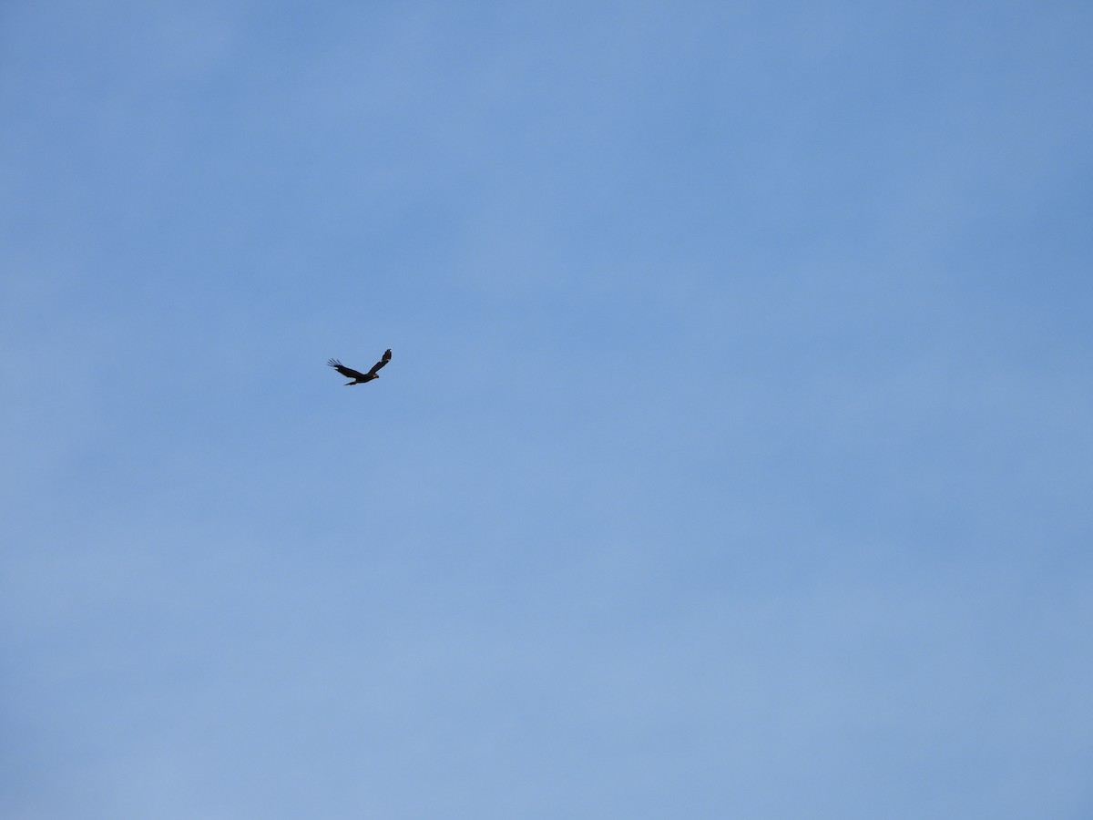 Streifenkarakara - ML646556969