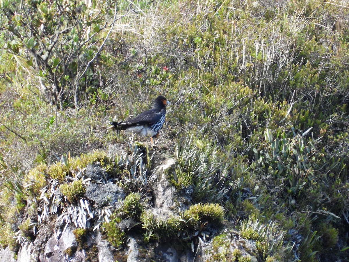 Streifenkarakara - ML646556970