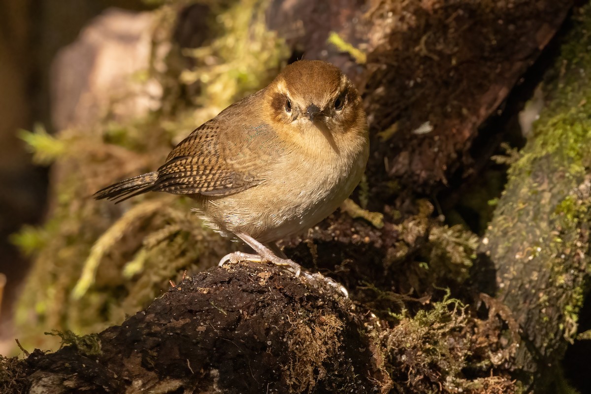 Mountain Wren - ML646556972