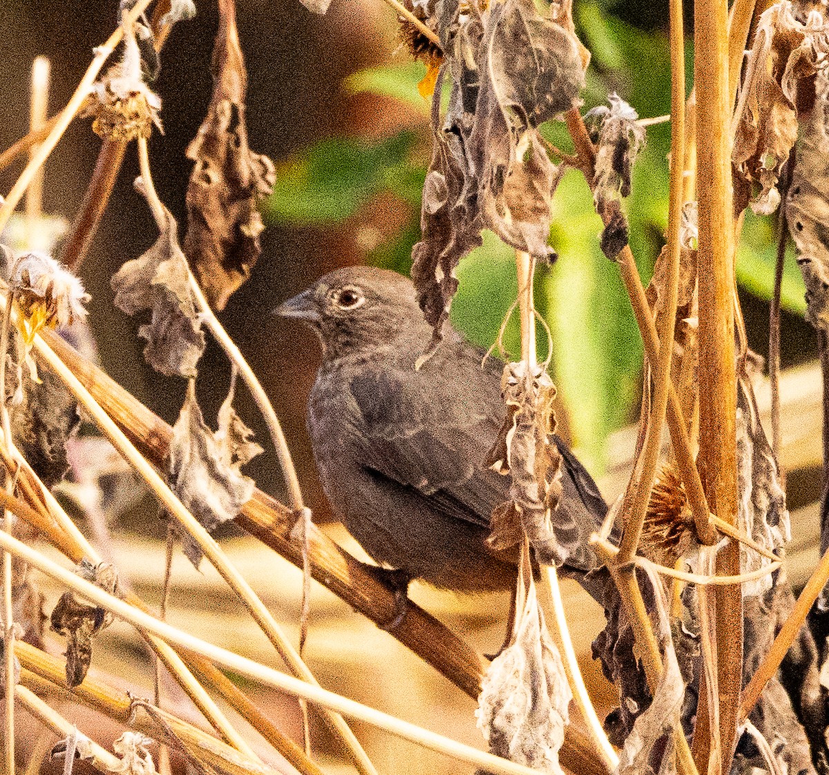 Canyon Towhee - ML646556974