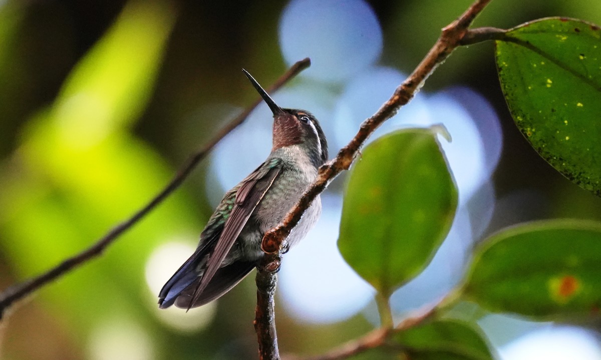 kolibřík fialovohrdlý - ML646556977