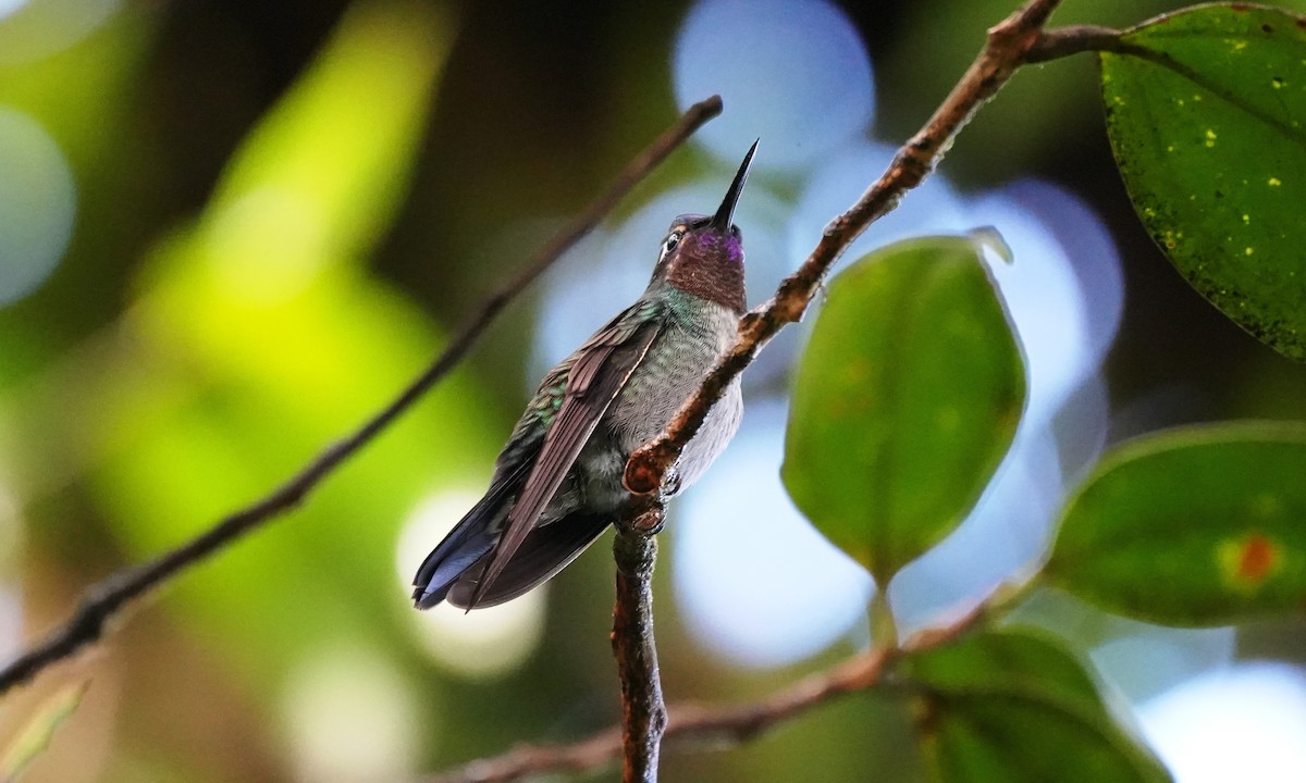 kolibřík fialovohrdlý - ML646556978