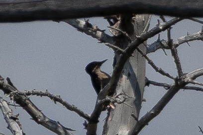 American Three-toed Woodpecker - ML646556980