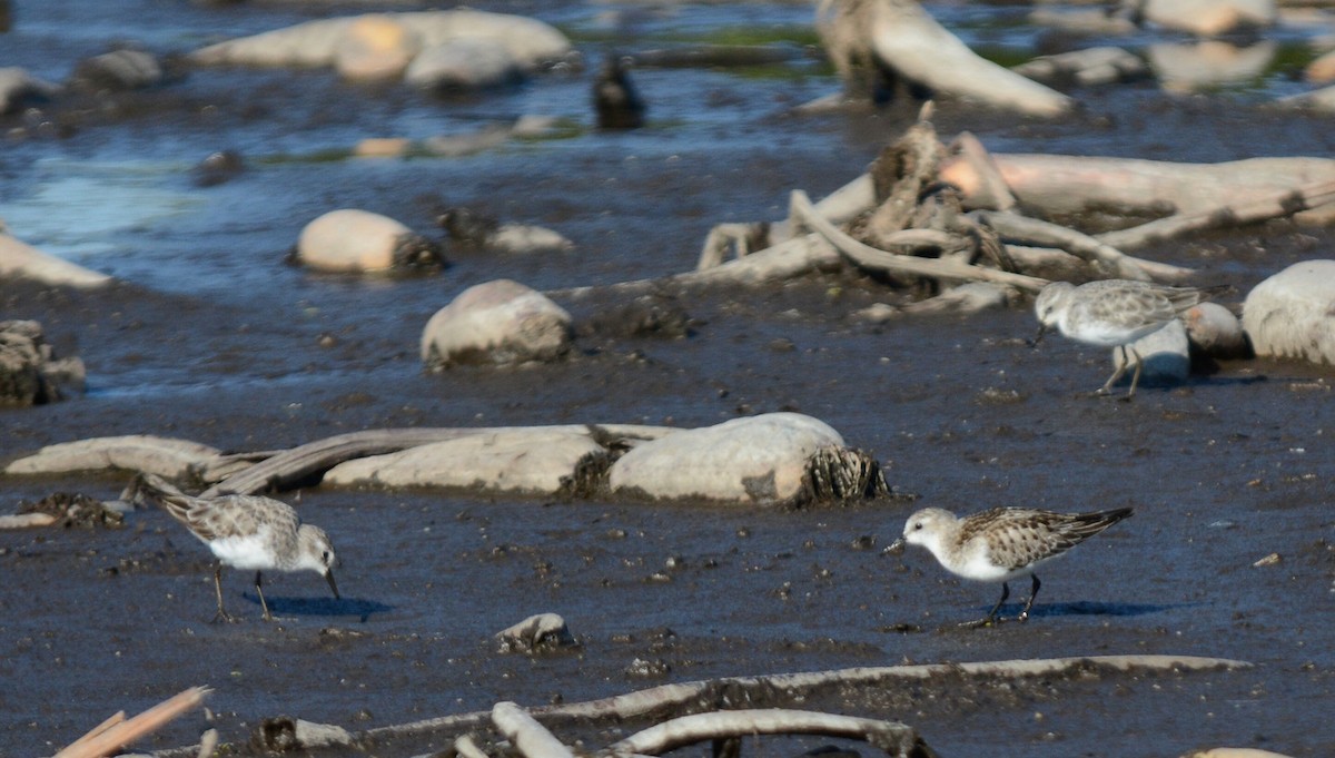 Küçük Kumkuşu - ML646556987