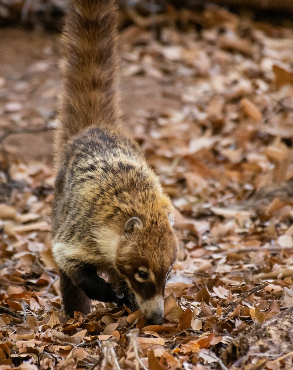 Weißrüssel-Nasenbär - ML646556989