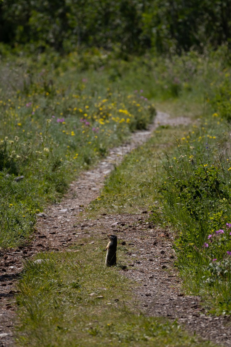 Columbian Ground Squirrel - ML646556995