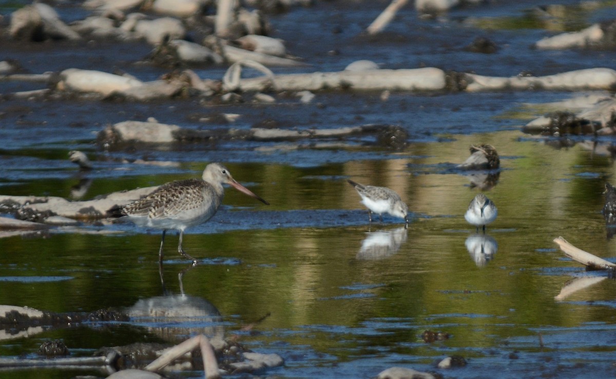 Küçük Kumkuşu - ML646556996