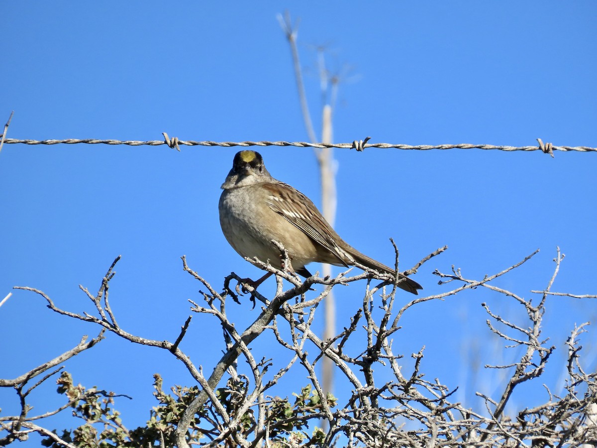 Golden-crowned Sparrow - ML646556997