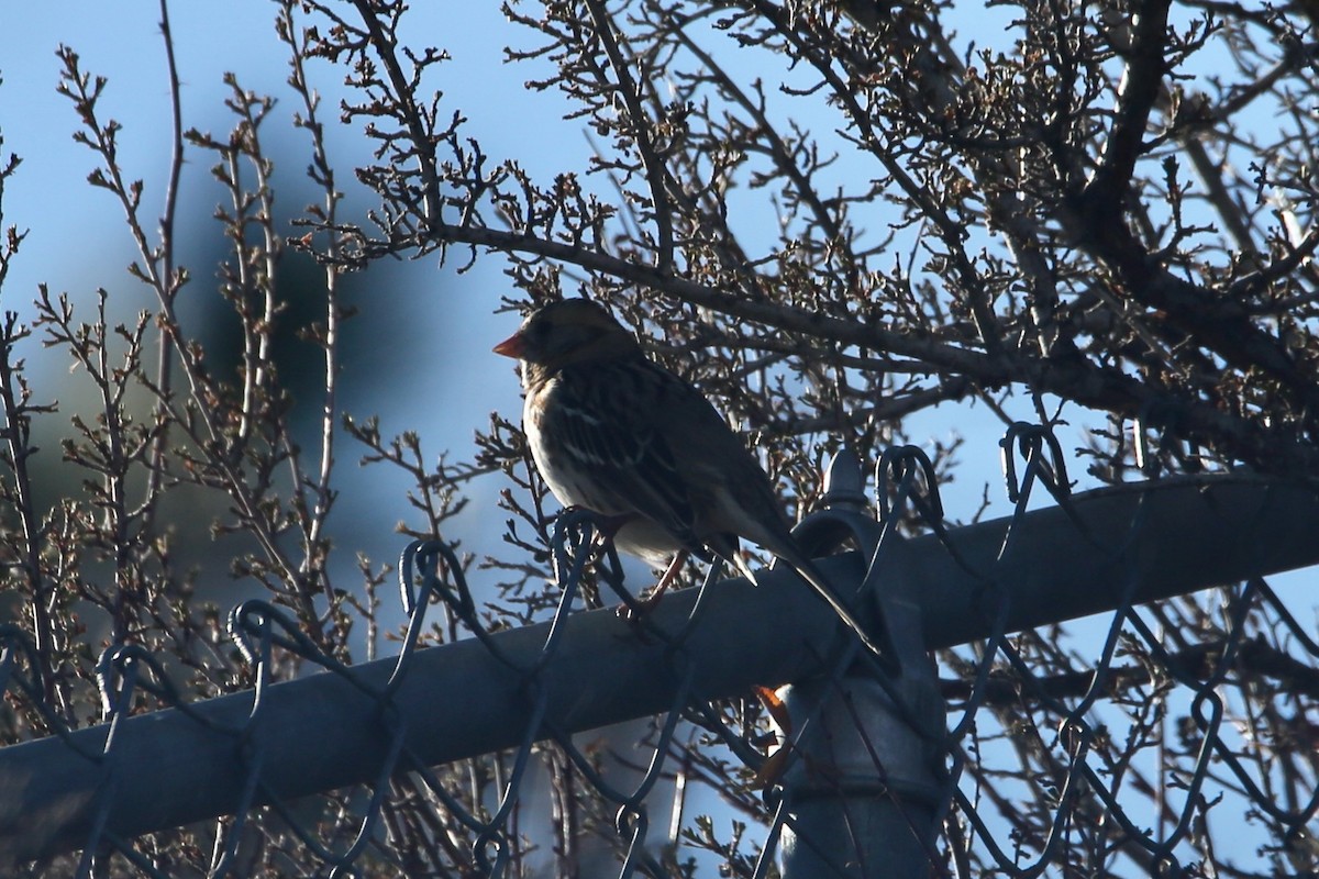 Harris's Sparrow - ML646556998