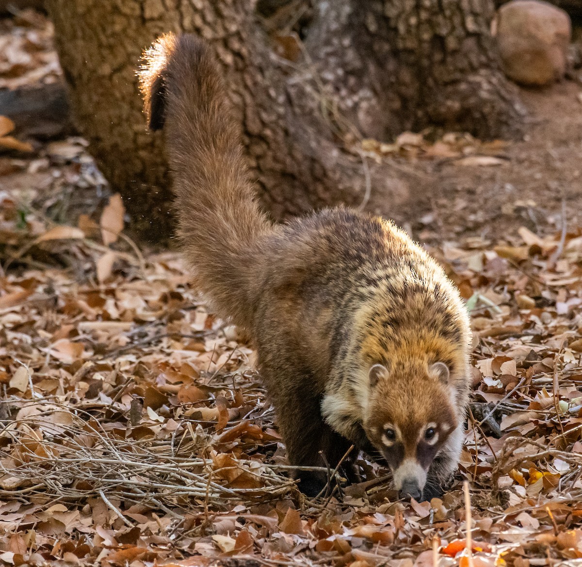 Weißrüssel-Nasenbär - ML646556999