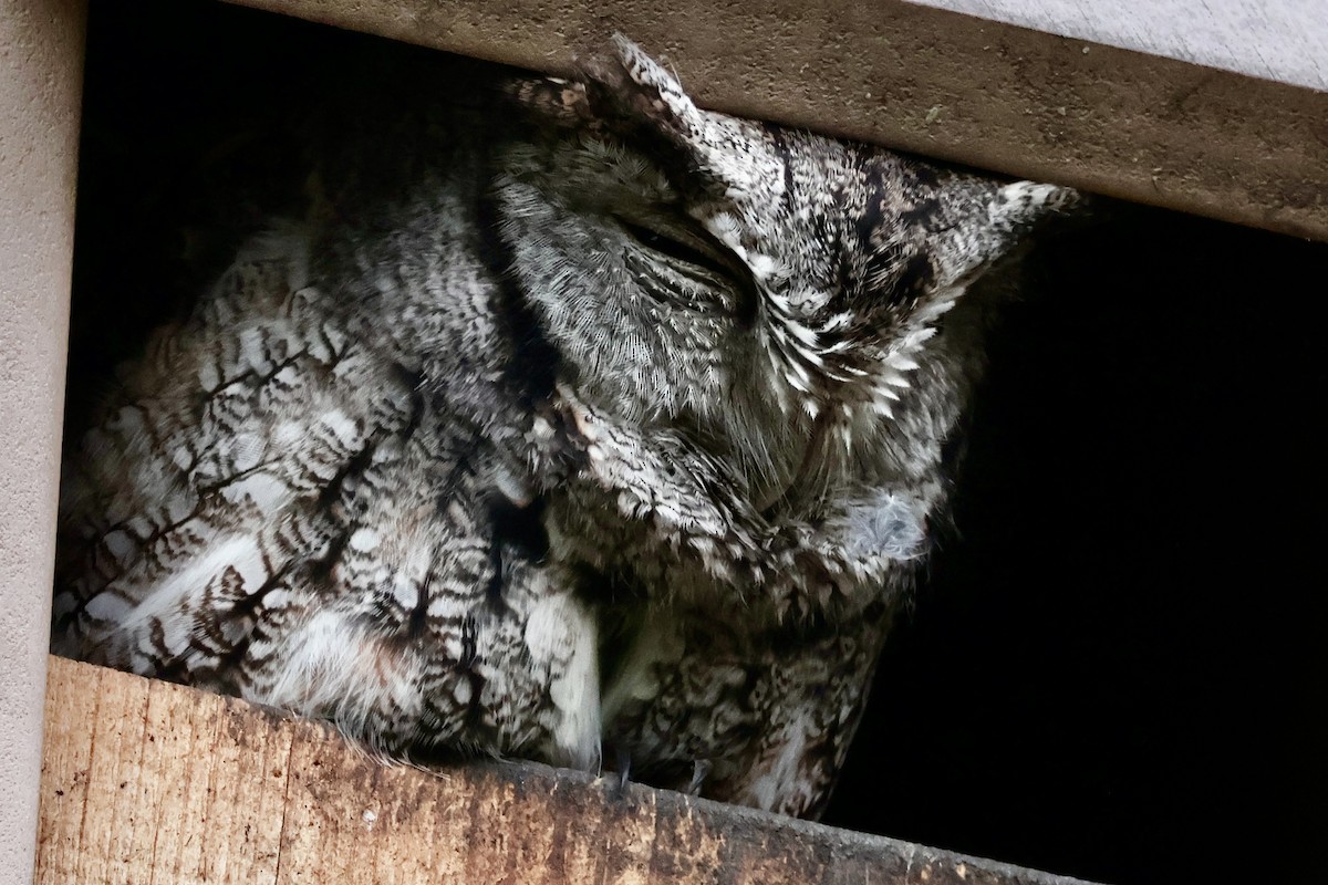 Eastern Screech-Owl (Northern) - ML646557001