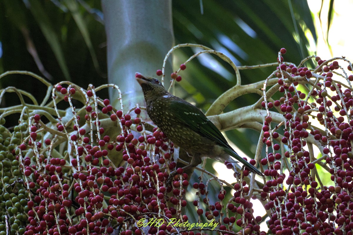 Green Catbird - ML646557002