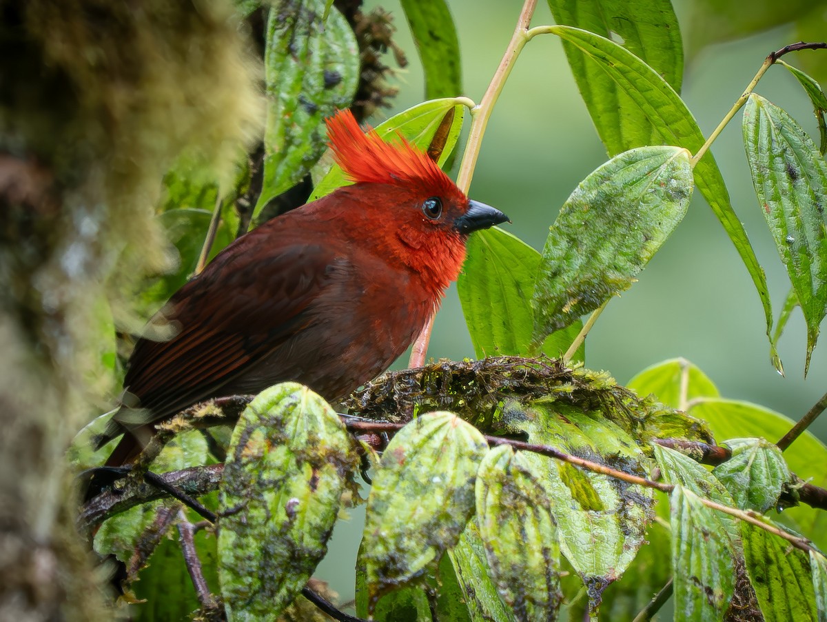 Crested Ant-Tanager - ML646557003