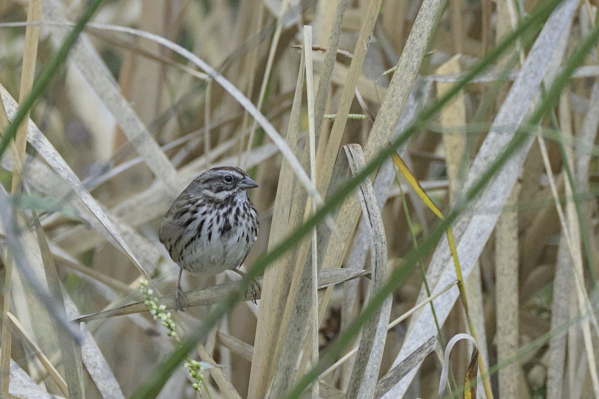Song Sparrow - ML646557004