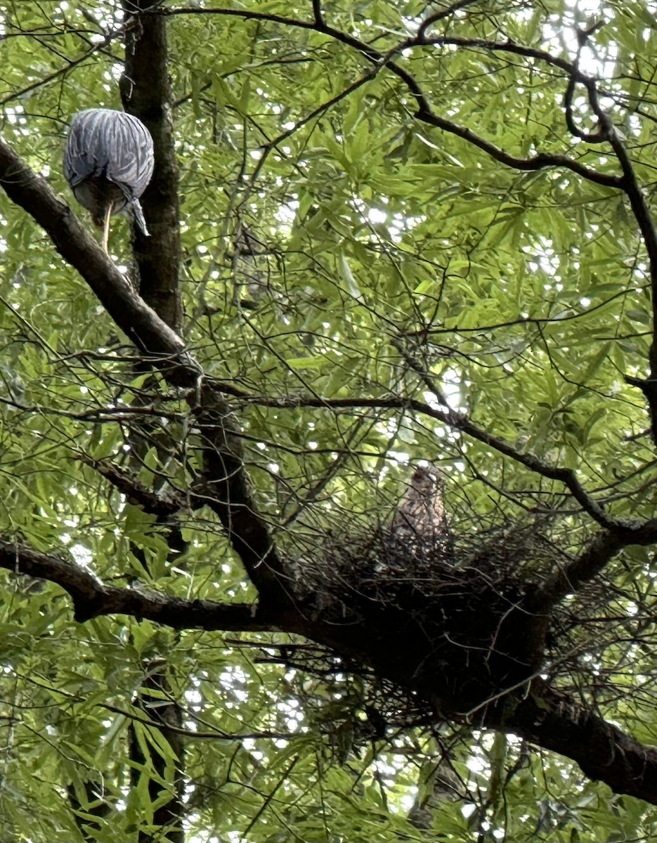 Yellow-crowned Night Heron - ML646557005